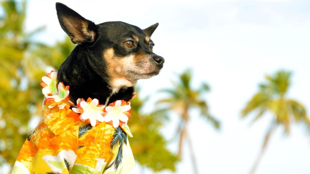Hawaiian Pet Names Male