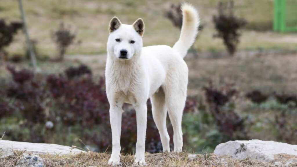Korean Dog Names