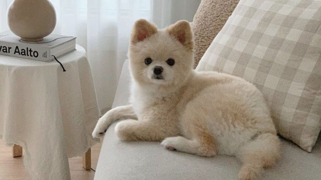 Korean Dog Names Male