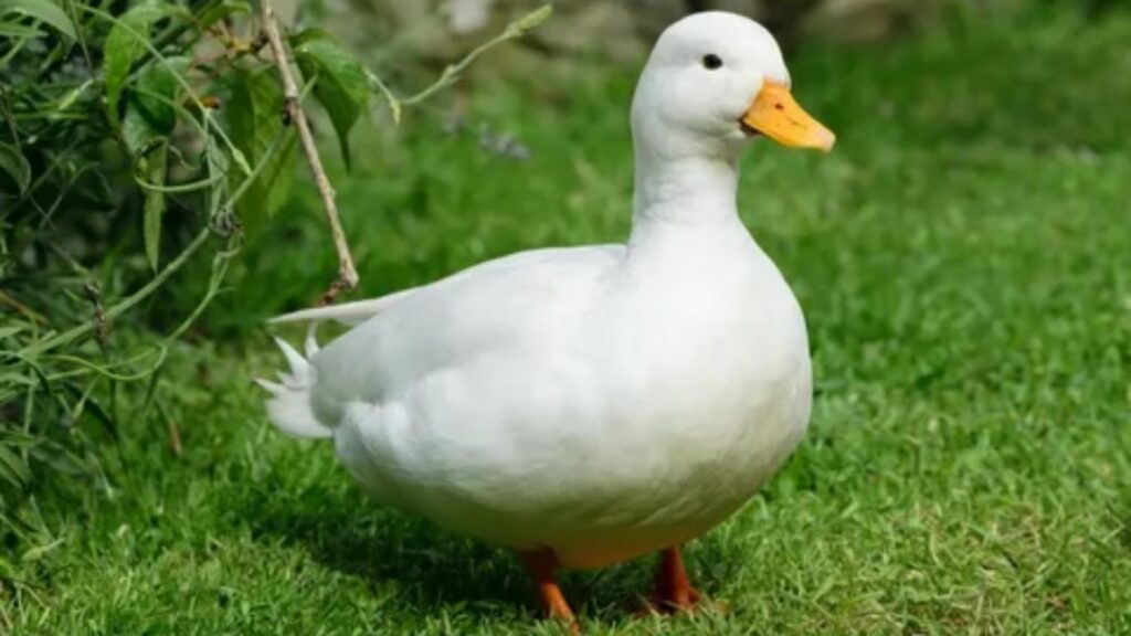 Pet Duck Names