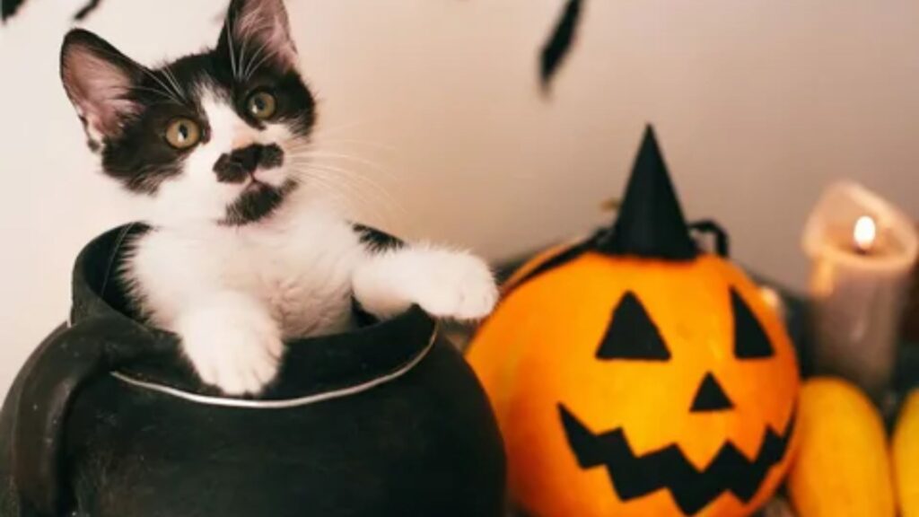 Spooky Pet Names Cat
