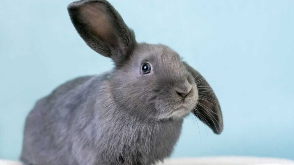 Trix Rabbit Names