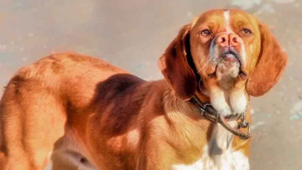 Unique Dog Names Male Tamil 