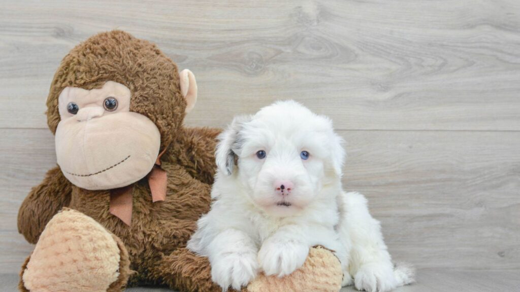  Unique Puppy Names Girl