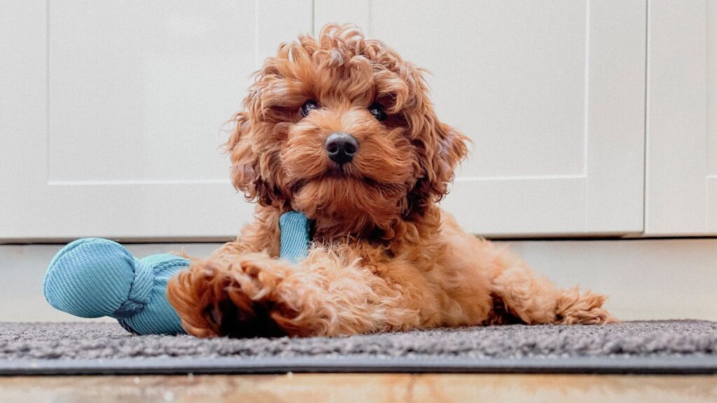  Unique Puppy Names Male