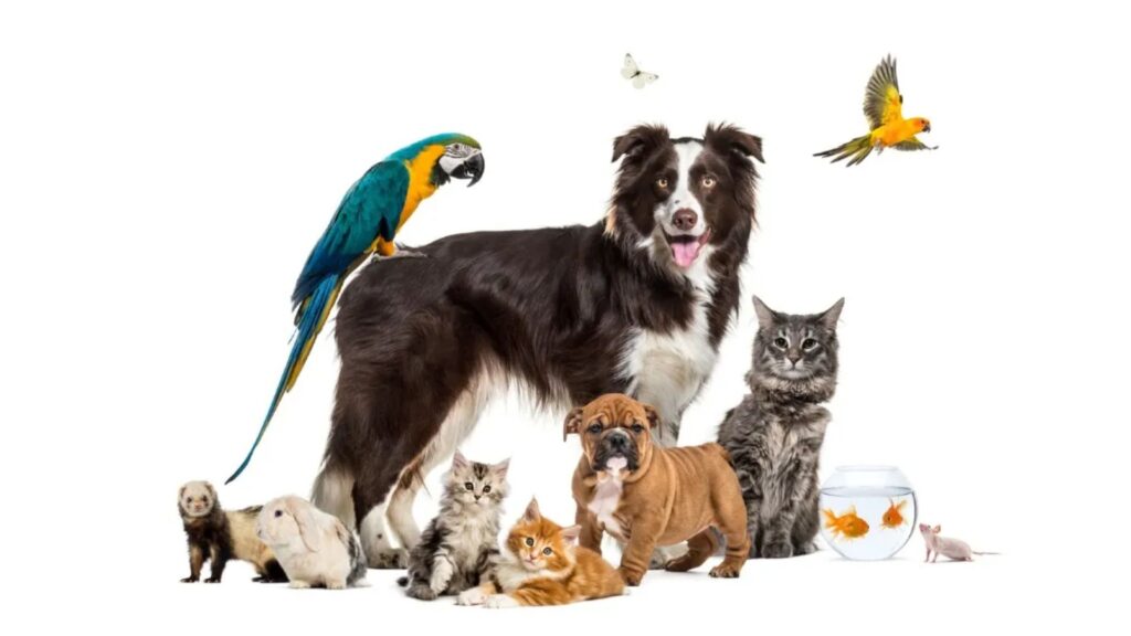  Weird Animal Names for Pets