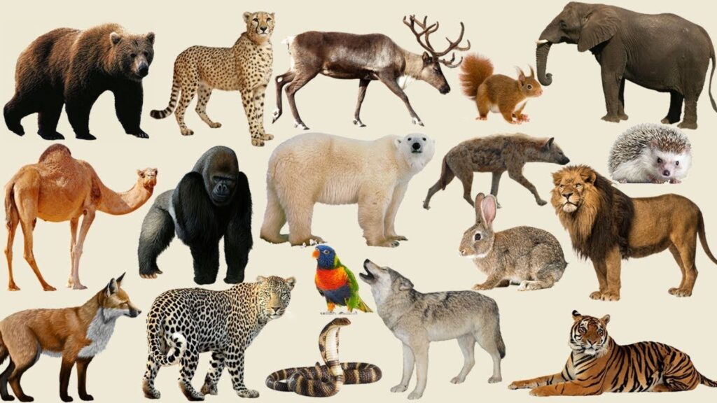 Wild Animals with Names
