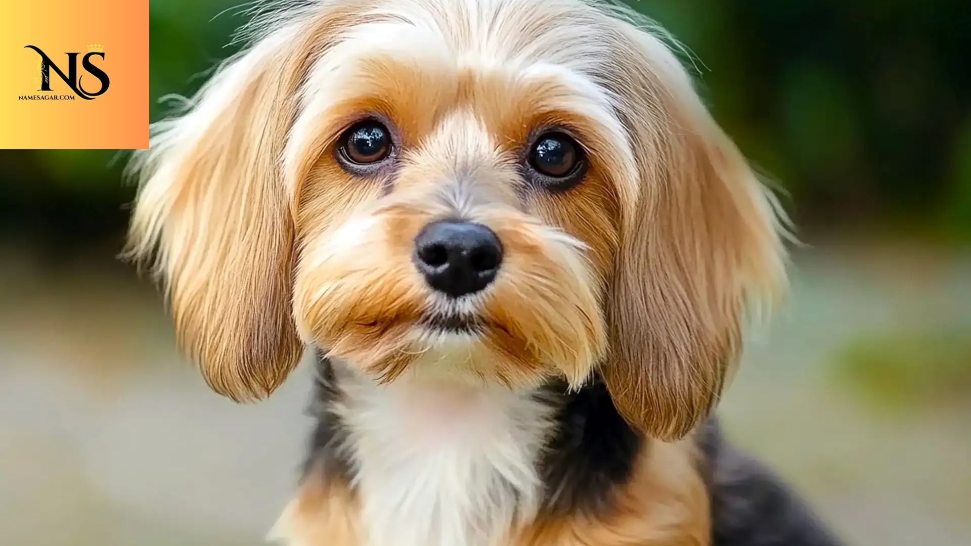400 Weenie Dog Names Inspired by Dachshunds, Fun & Personality 2026