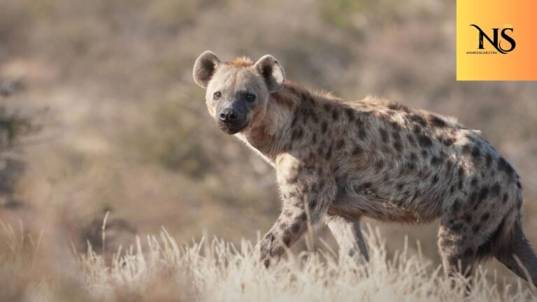 450 Best Hyena Names with Meanings for 2026 Cute, Funny & Unique