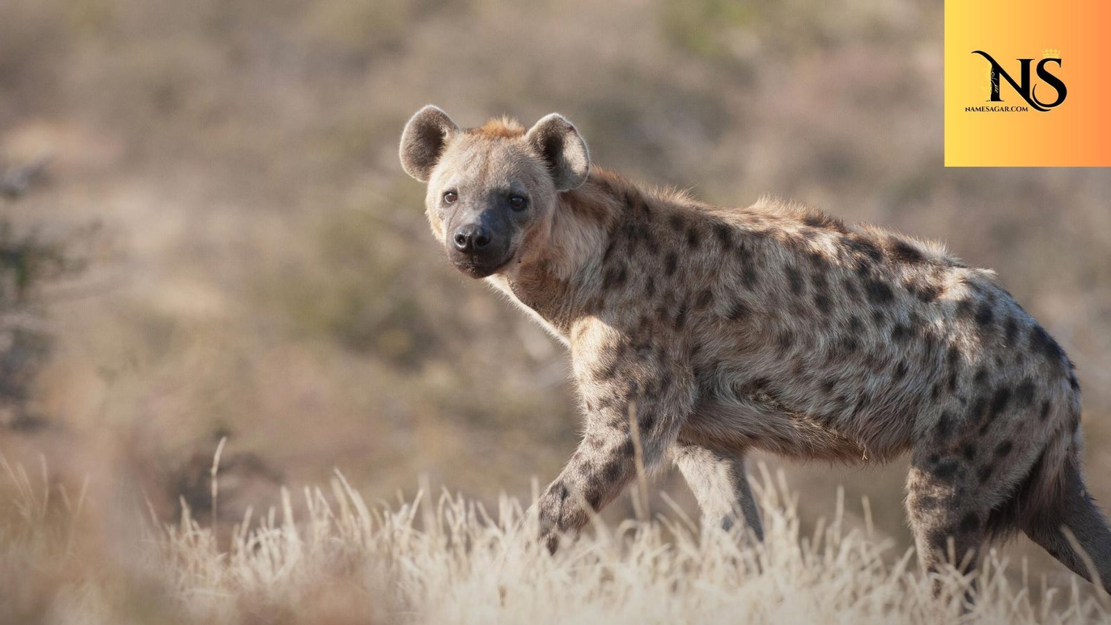 450 Best Hyena Names with Meanings for 2026 Cute, Funny & Unique