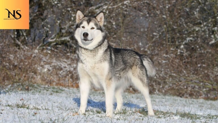 450 Unique Alaskan Dog Names With Meanings for 2026