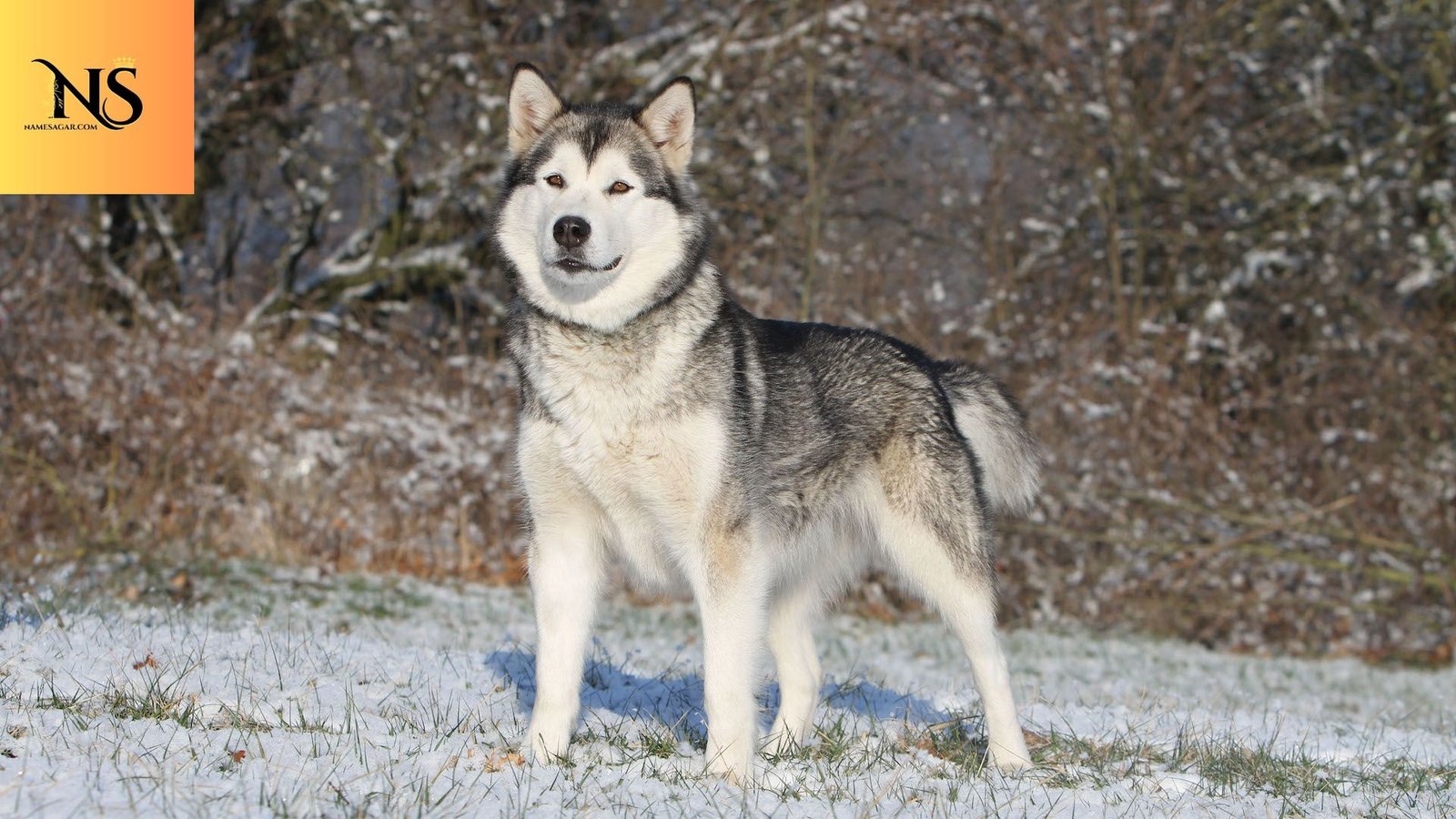 450 Unique Alaskan Dog Names With Meanings for 2026