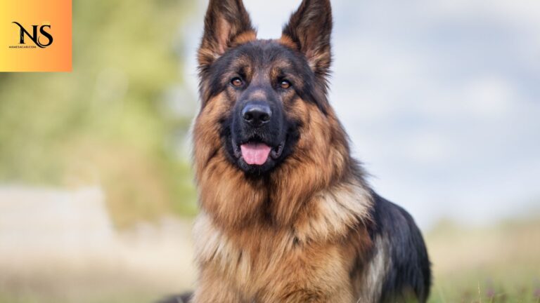 500 Cowboy Dog Names Inspired by the Wild West 2026