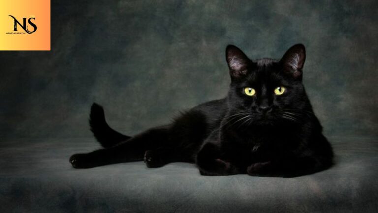 550 Black Cat Names With Mysterious, Cute & Witchy Meanings 2026