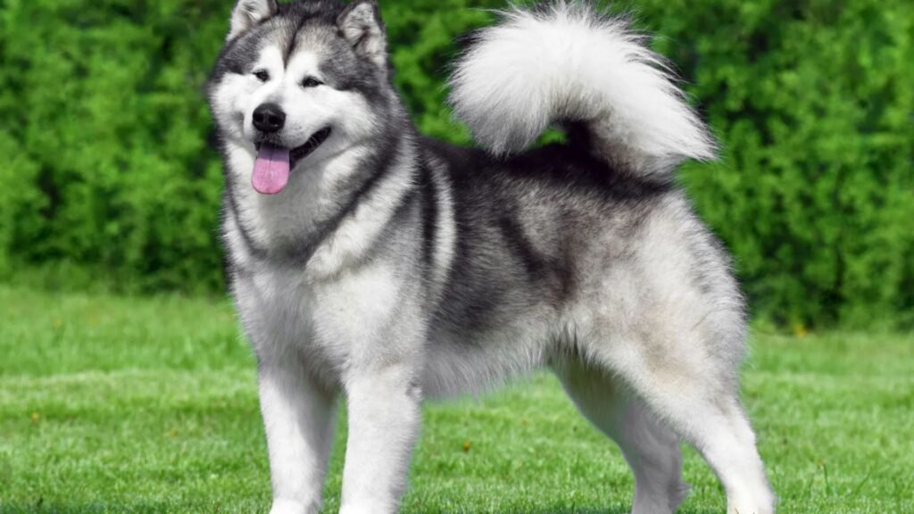 Alaskan Dog Names