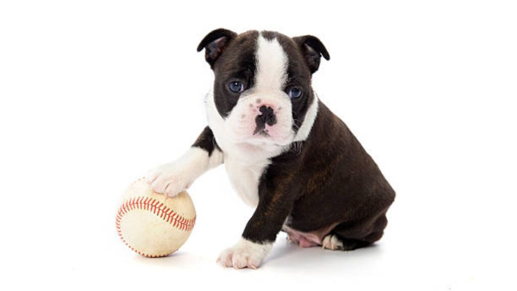 Baseball Dog Names