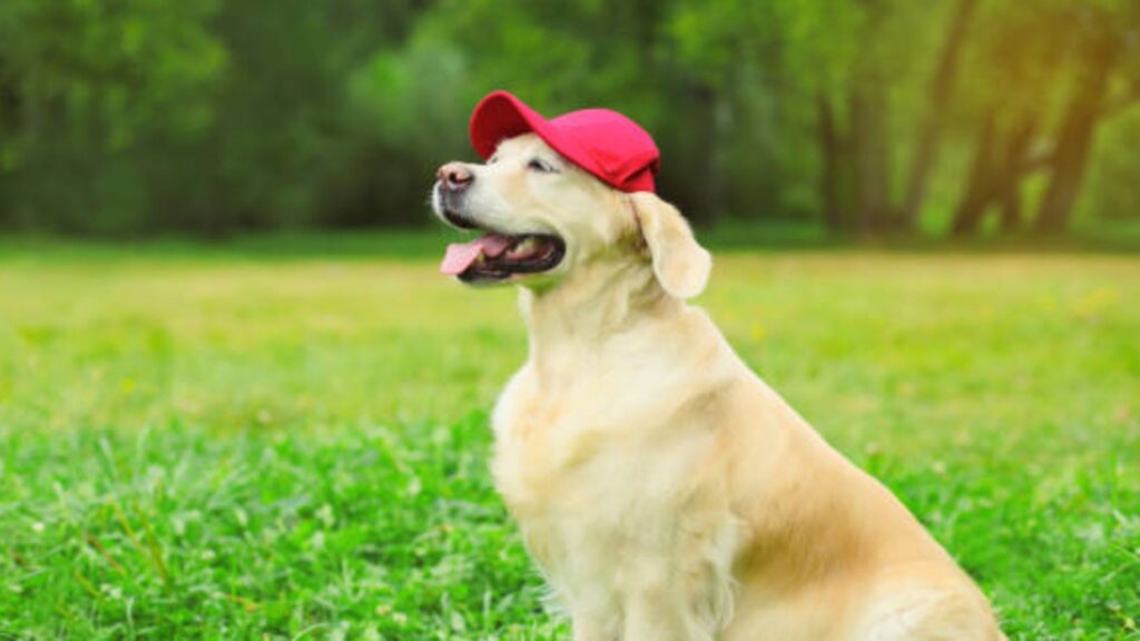 Baseball Dog Names Male