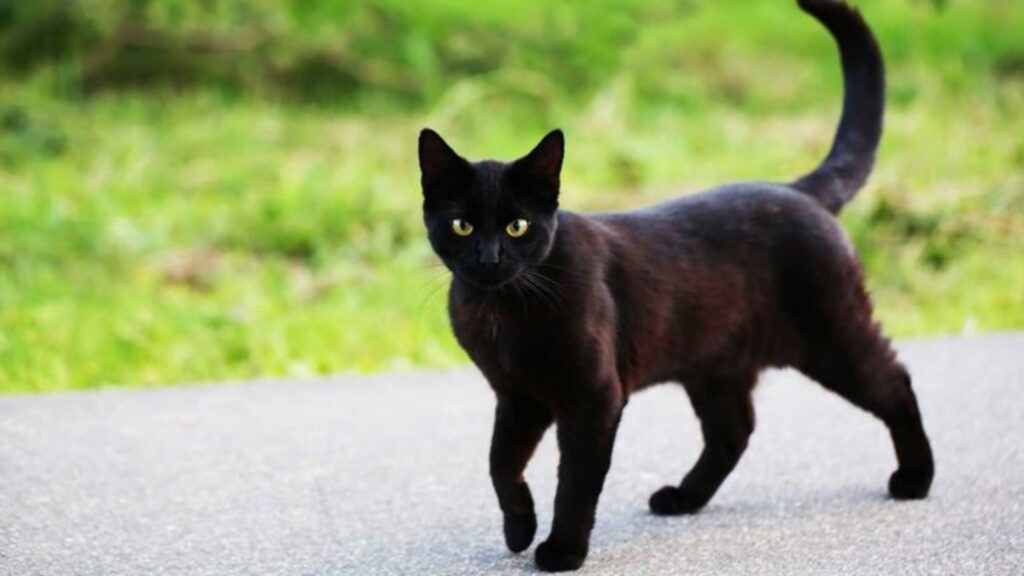 Black Cat Names