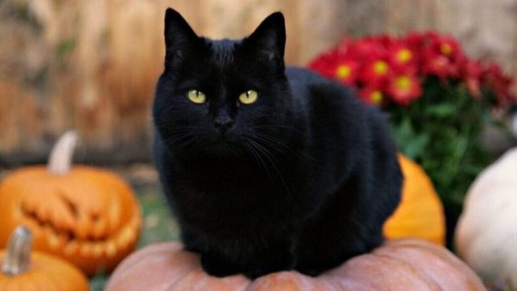 Black Cat Names Female