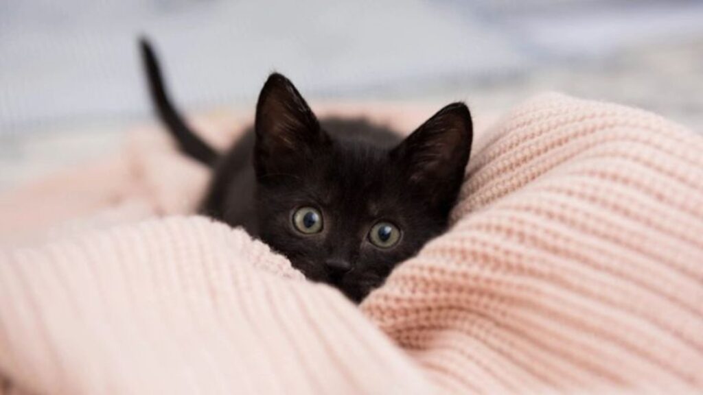 Black Cat Names Male