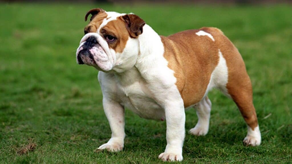 British Dog Names