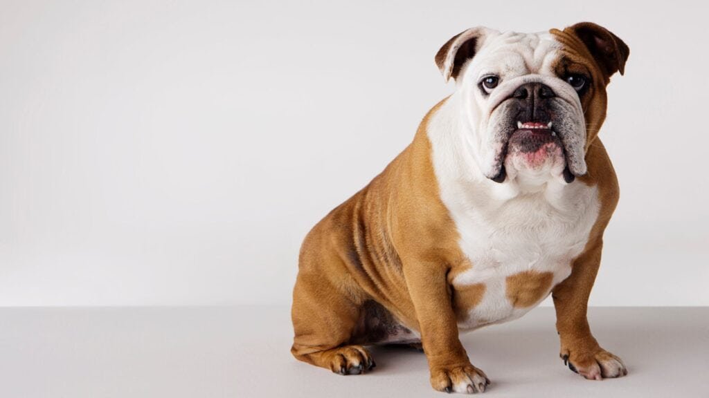 British Dog Names Male