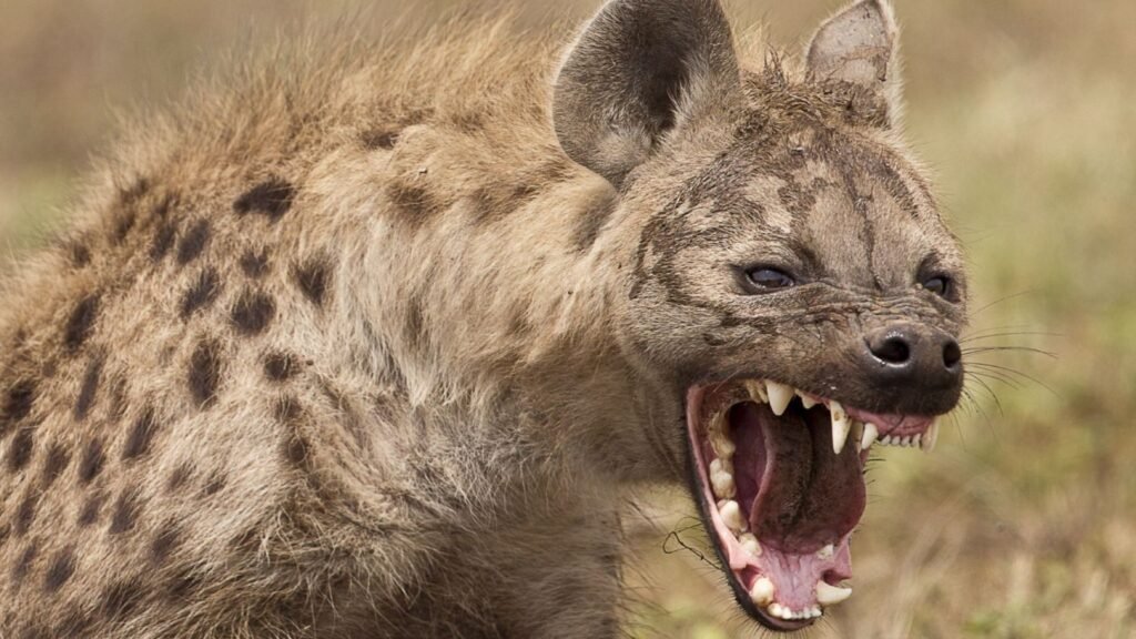 Cool Hyena Names