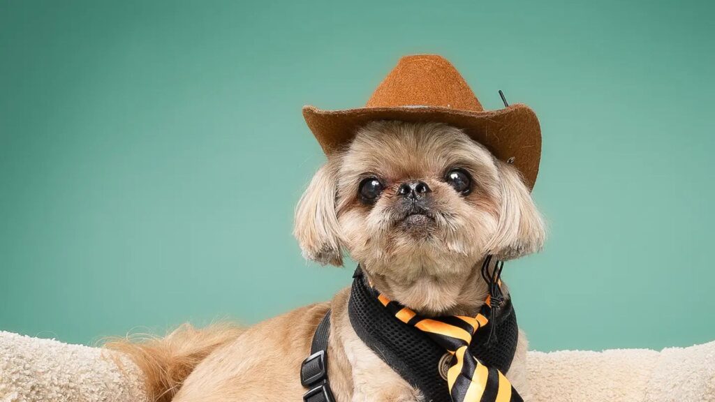 Cowboy Dog Names
