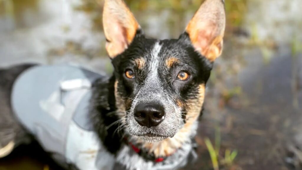 Cowboy Dog Names Boy