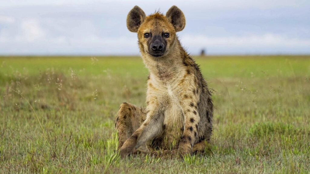 Cute Hyena Names