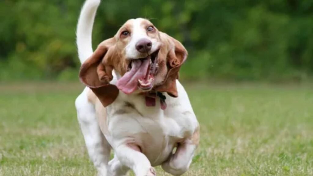 Female Hound Dog Names