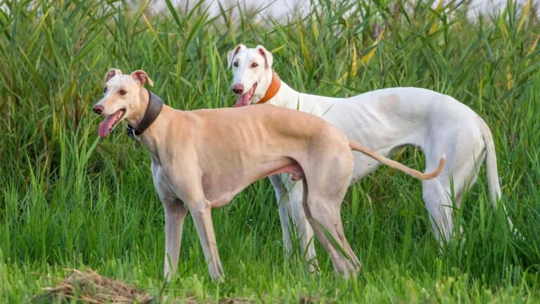 500 Hound Dog Names Inspired by Hunting Legends & Loyal Companions 2026