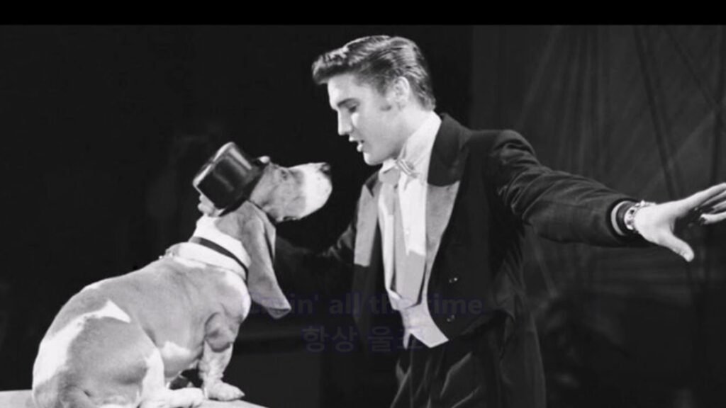 Hound Dog Names