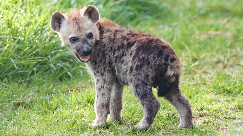 Unique Hyena Names