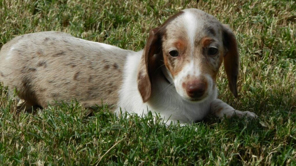 Weenie Dog Names