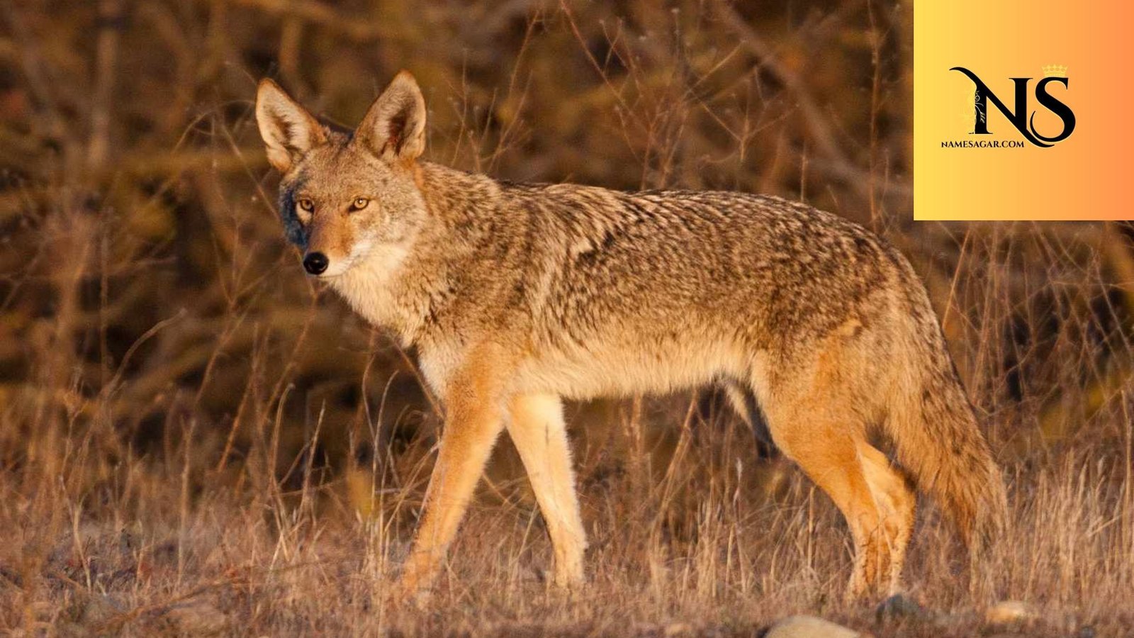 750 Best Coyote Names With Meanings for 2026