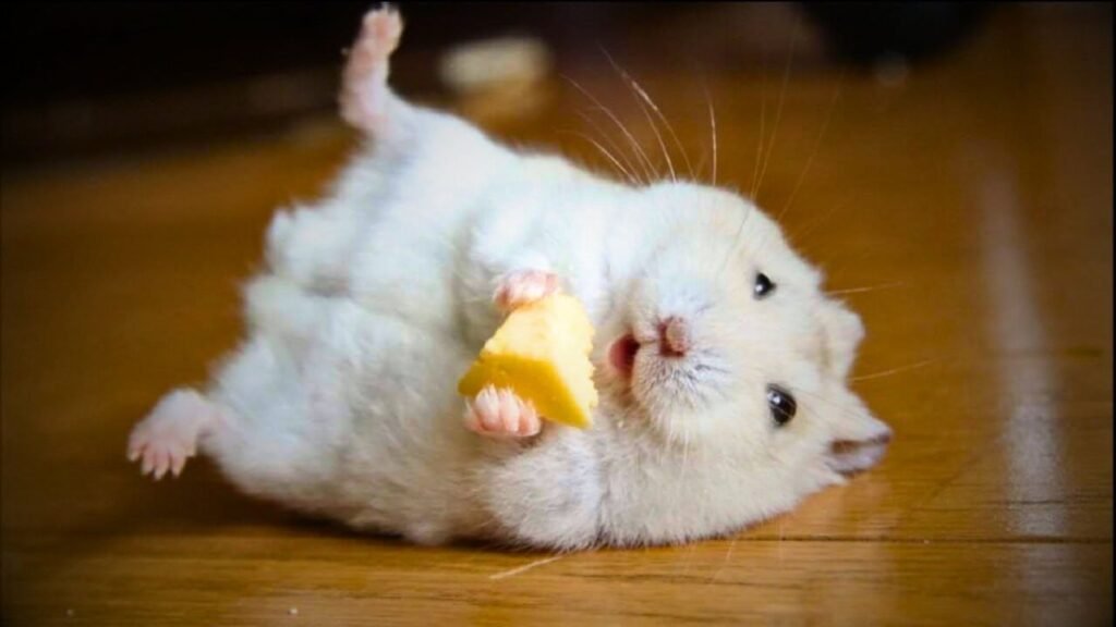 Best Hamster Names