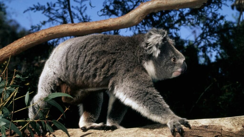 Best Koala Names