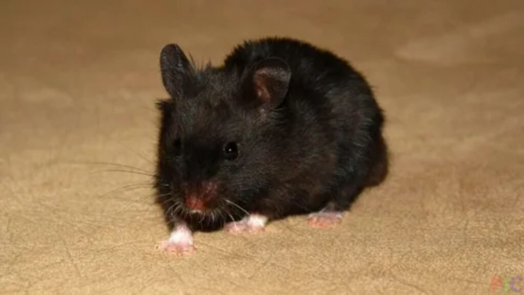 Black Hamster Names