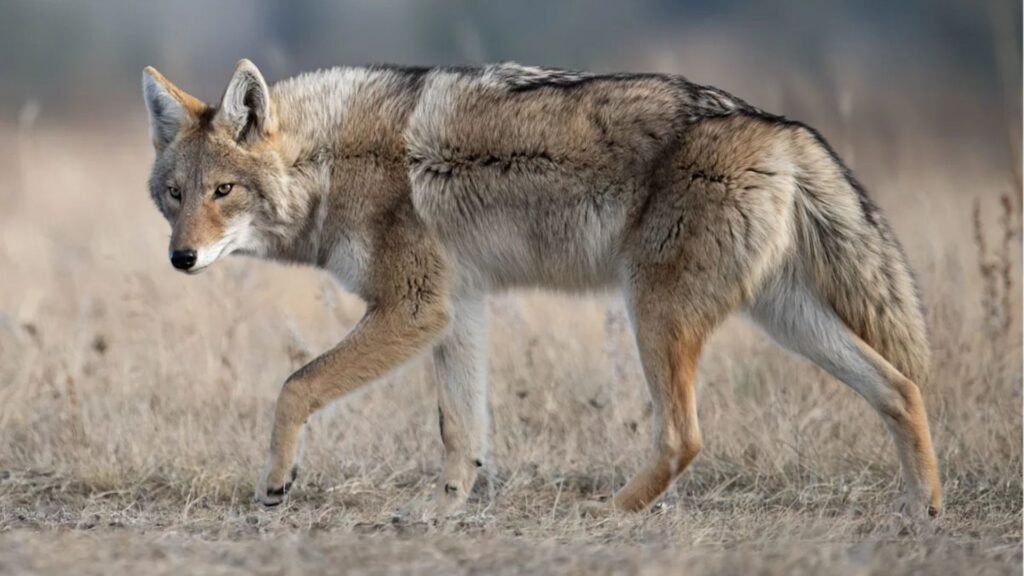 Cool Coyote Names 