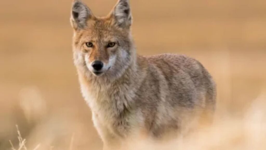 Coyote Names 