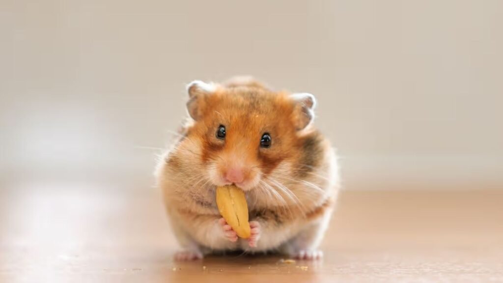 Cute Hamster Names