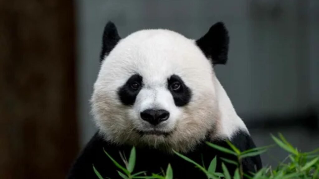 Cute Panda Names 