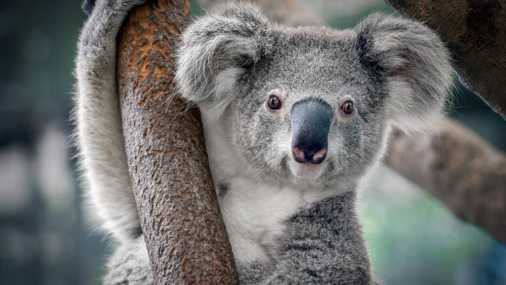 Famous Koala Names 