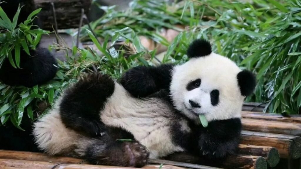 Red Panda Names 